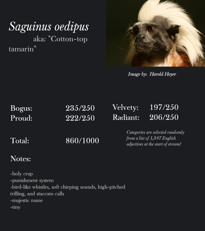 Saguinus oedipus